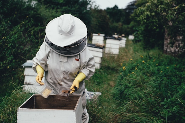 Creating a Bee-Friendly Garden: Plants and Practices to Support Local Pollinators