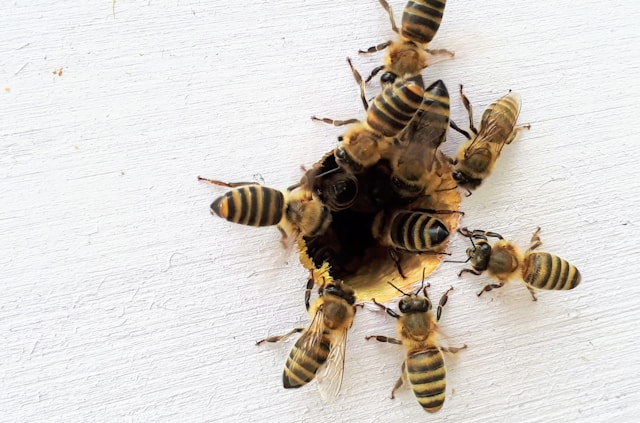 Understanding Bee Behavior: The Key to Successful Beekeeping