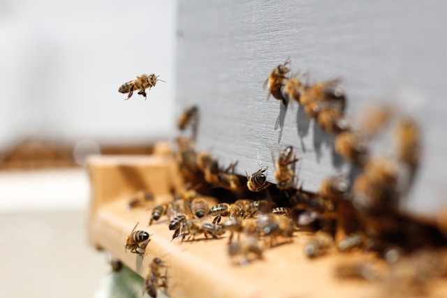 How to Start Your Own Beehive: A Beginner’s Guide