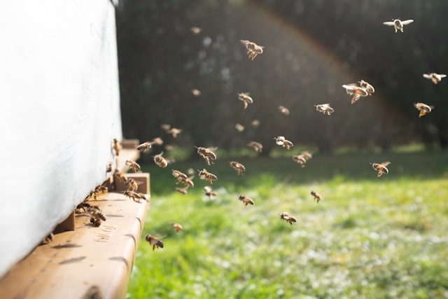 bees fly to the hive