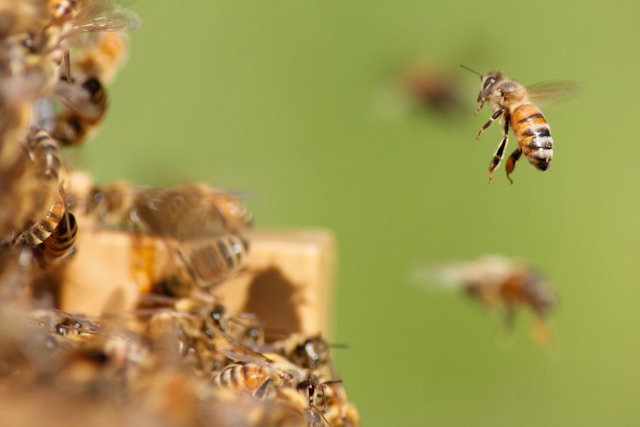 Queen Rearing: Techniques and Tips for Raising Healthy Queens