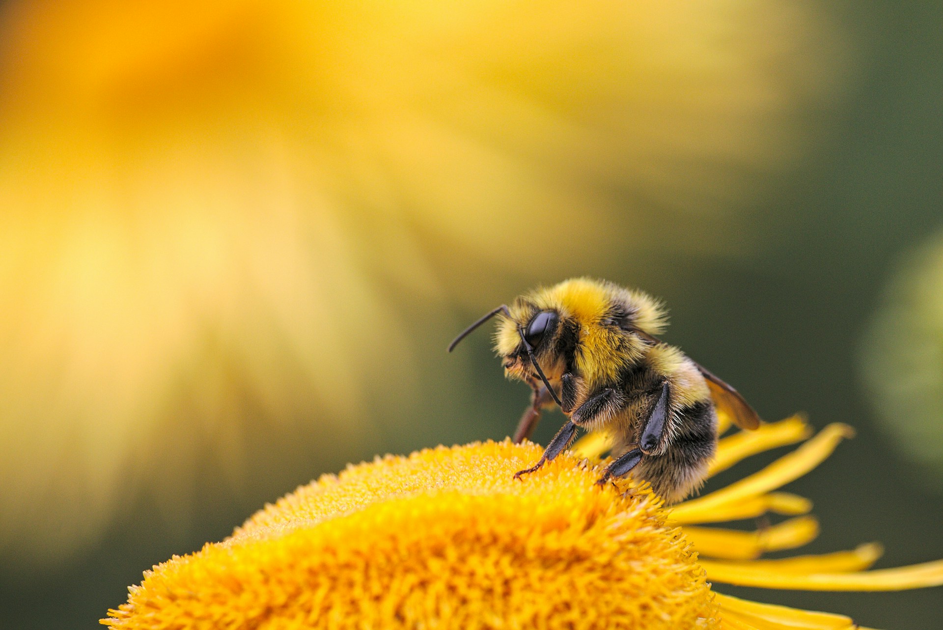 bee on a flower