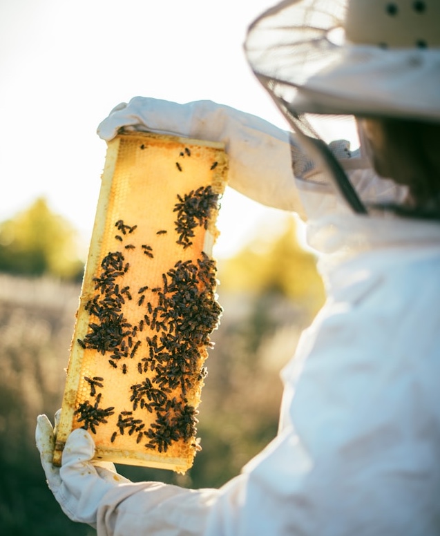 beekeeper holding honeycomb