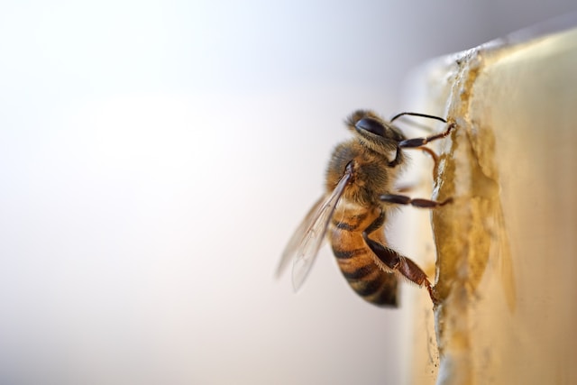 Top 5 Advanced Hive Management Techniques for Experienced Beekeepers