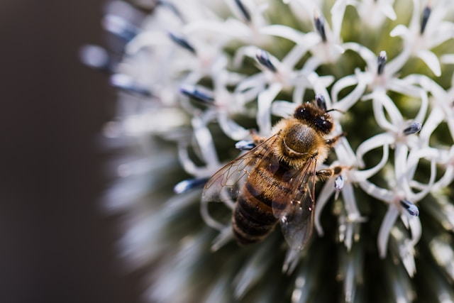 bee on a flower