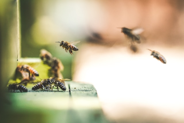 The Financial Rewards of Bee Farms